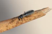 Dimorphopterus spinolae