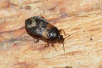 Lyctocoris dimidiatus