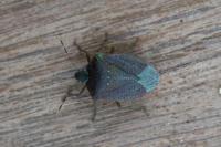 Nezara viridula