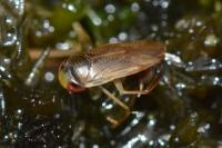Hesperocorixa castanea