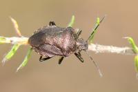 Rhacognathus punctatus