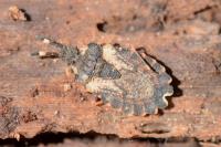 Aradus versicolor