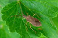 Gonocerus acuteangulatus