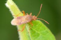 Rhopalus maculatus