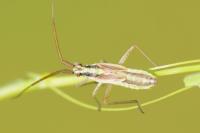 Leptopterna ferrugata