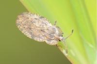 Tingis ampliata