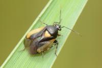 Deraeocoris cordiger