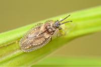 Dictyonota fuliginosa