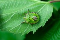 Nezara viridula