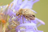 Strongylocoris obscurus