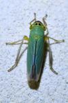 Cicadella viridis