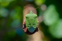 Nezara viridula