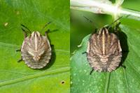 Graphosoma italicum
