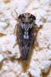 Balcanocerus