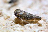 Balcanocerus