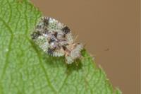Stephanitis pyri