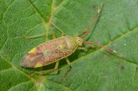 Pantilius tunicatus