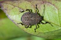 Halyomorpha halys