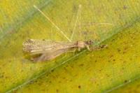 Empicoris vagabundus