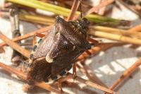 Pinthaeus sanguinipes