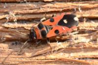 Horvathiolus superbus