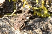 Coranus griseus