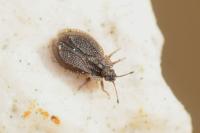 Acalypta parvula