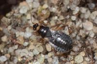 Alloeorhynchus flavipes