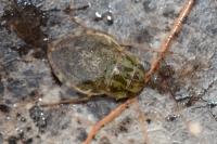 Naucoris maculatus