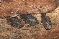 Aradus betulae