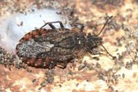 Aradus betulae