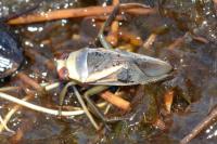 Notonecta obliqua