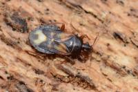 Lyctocoris dimidiatus