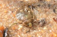 Aphelocheirus aestivalis