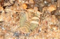 Aphelocheirus aestivalis