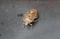 Rhaphigaster nebulosa