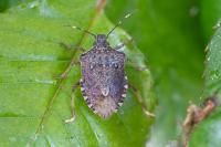 Halyomorpha halys