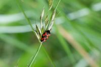 Cercopis vulnerata