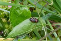 Cercopis intermedia