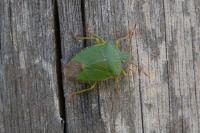Palomena prasina