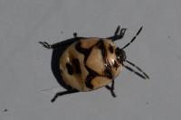 Tritomegas bicolor
