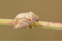Strongylocoris obscurus