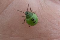 Palomena prasina