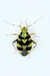 Liocoris tripustulatus