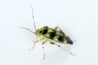 Liocoris tripustulatus