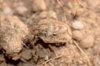 Psacasta granulata