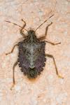 Halyomorpha halys