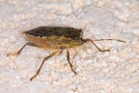 Halyomorpha halys