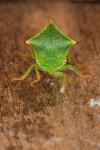Stictocephala alta