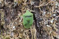 Nezara viridula